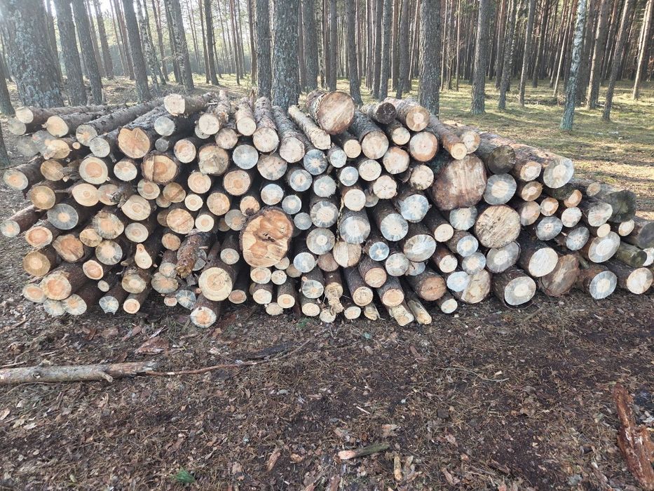 Drzewo sosna 11metrów