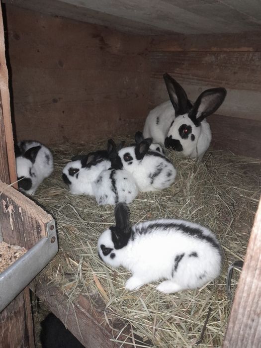 Продам кролики .