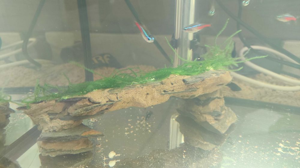 Ozdoby akwa .ANUBIAS-y