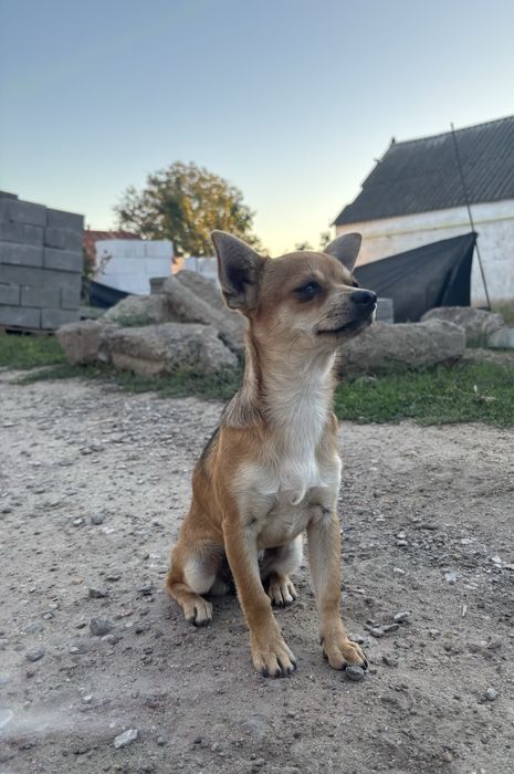 Чихуахуа девочка