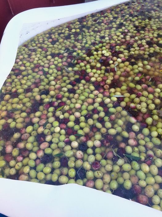 Azeitonas de conserva