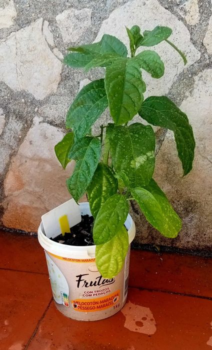 3 Pés de maracujá amarelo
