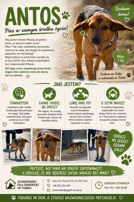 Pieski do adopcji