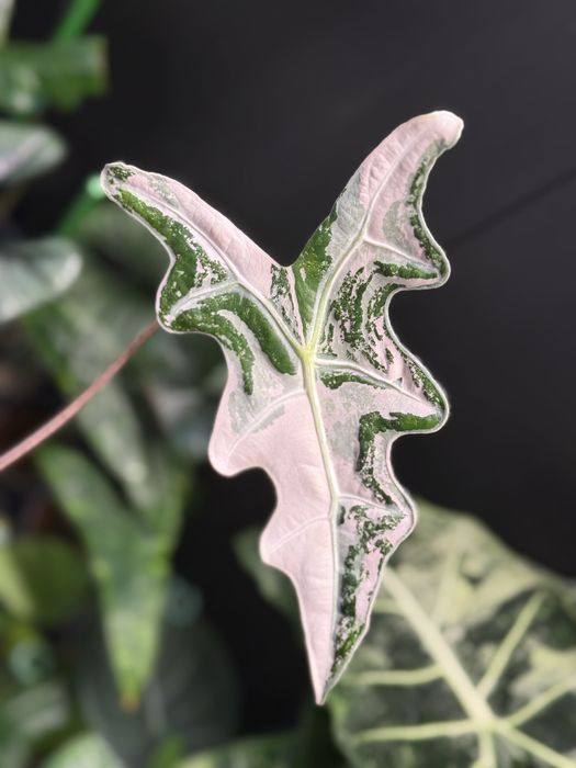 Alocasia nobilis pink