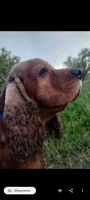 В'язка англійський кокер спанієль