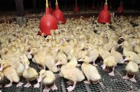 Качки бройлерні star 53