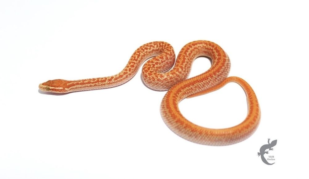 Wąż mahoniowy Boaedon capensis