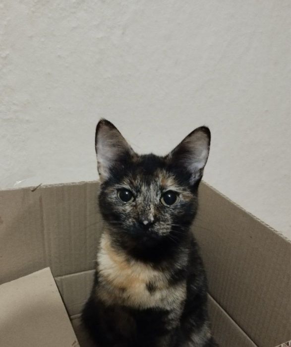 Милі котики шукають дім і турботливі руки