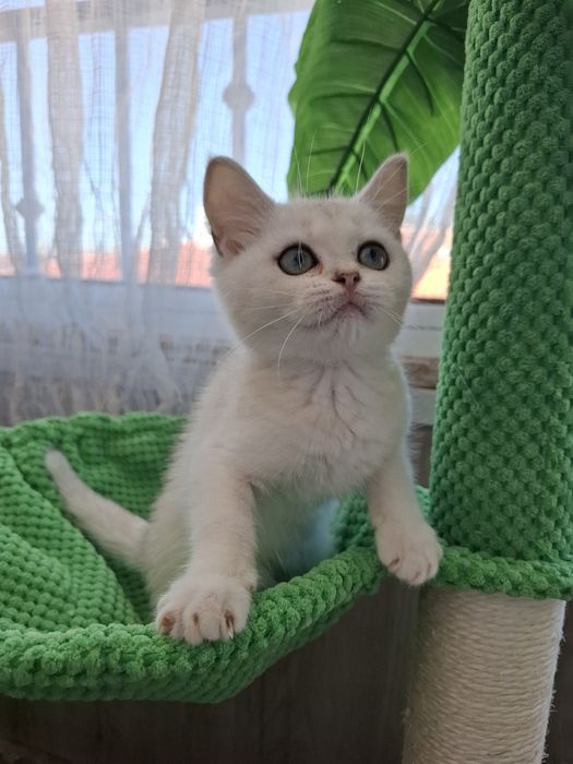 Femea british shorthair