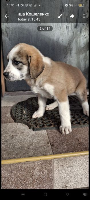 Продам цуценят алабаїв віком 1 місяць