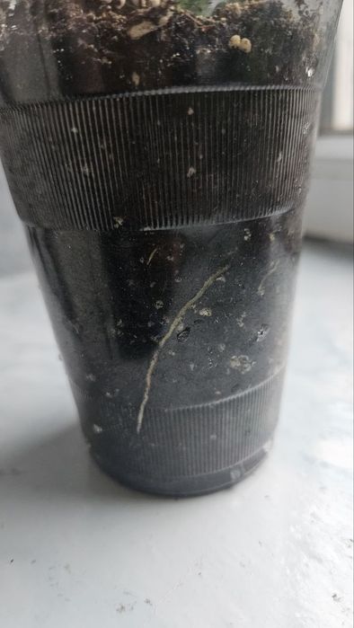 Sansevieria trifasciata Moonshine Reversion!