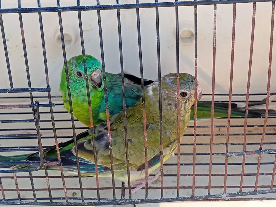 Pyrrulas red rumped periquitos caturras e casal de degolados
