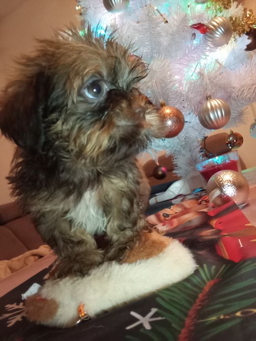 Fuks unikatowy mini shih tzu / domowa hodowla