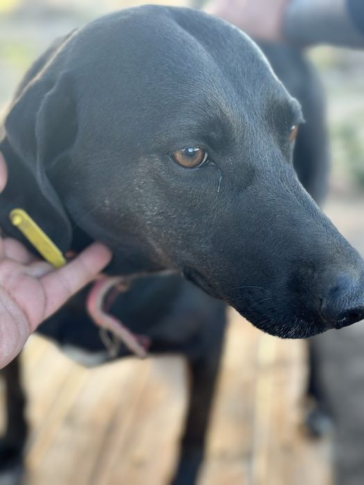 Собачка в добрые руки