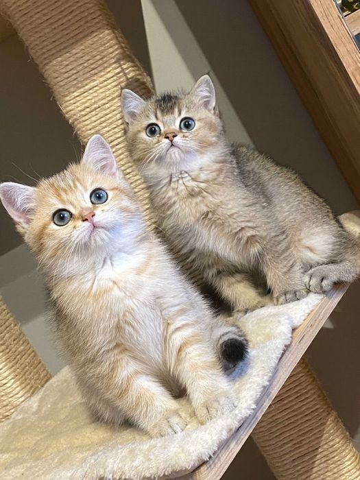 kot brytyjski złoty . rodowód WCF