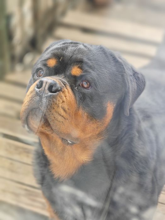 ротвейлер  в'язка