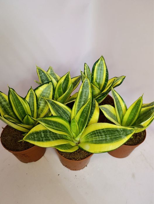 Сансевієрія мікс.Лавр.