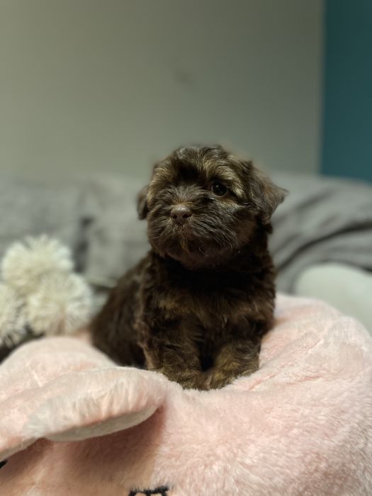 Aria- słodka dziewczynka