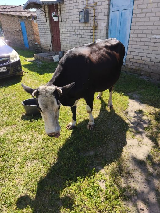 Продається корова