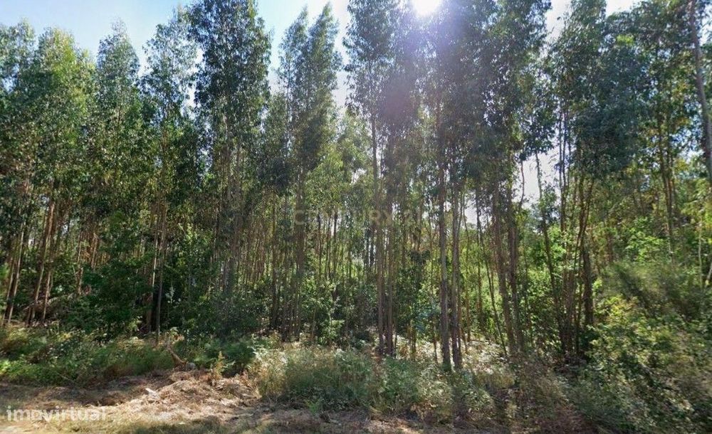 Terreno Rústico – Pinhal e Mato | 1.100 m² | Vila Facaia – Pedrógão Gr
