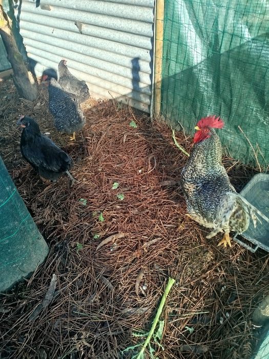 Quinta do rato rua da linha arazede