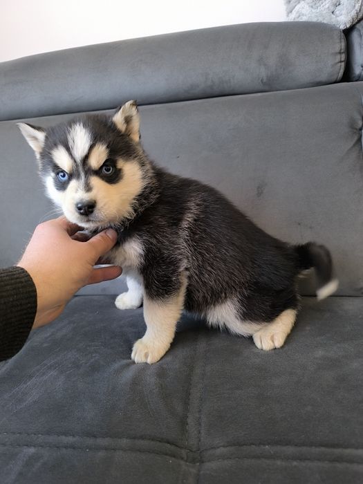 Husky suczka niebieskie oczka