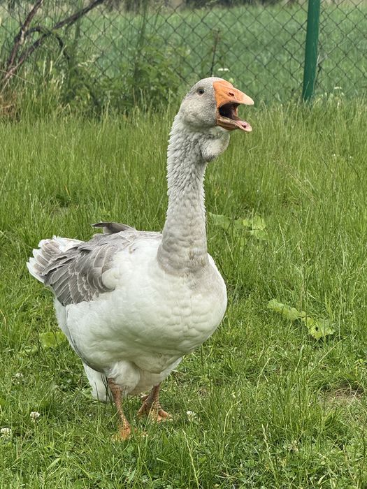 Gęsi chołomogory