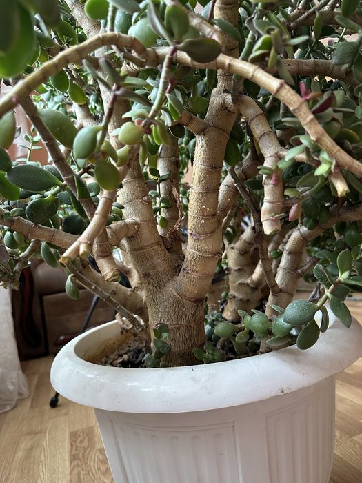 Грошове дерево(товстянка,красула), висота 70 см