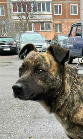 Собака хлопчик  2 роки.