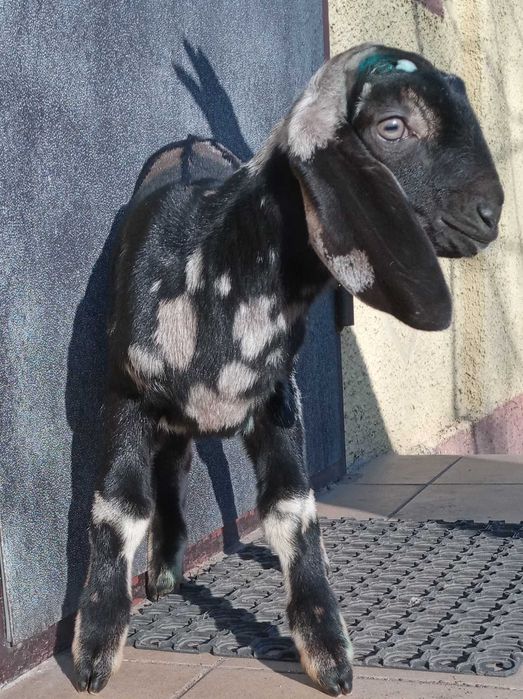 Козлик.кози.козенята.