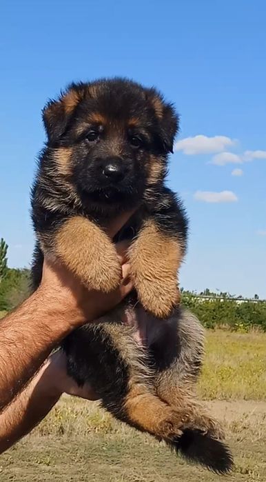 Щенки немецкой овчарки мальчики!