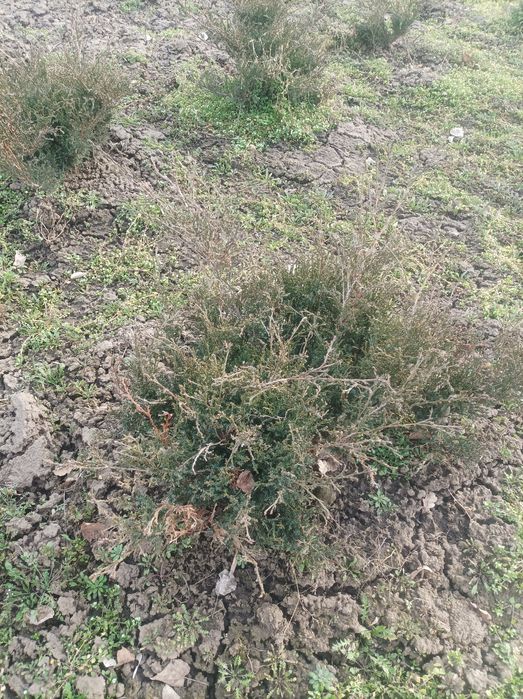 Продам озеленення та фруктові дерева та кущі.