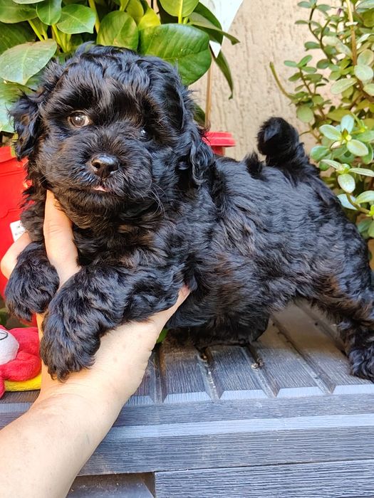 Czarny piesek Maltipoo