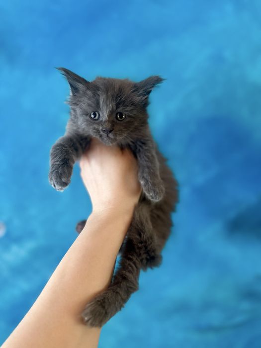 Kotka niebieska solid Maine Coon