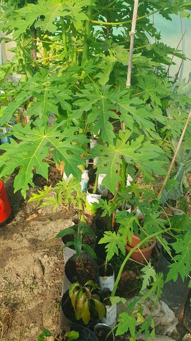 Mamão papaia paravenda