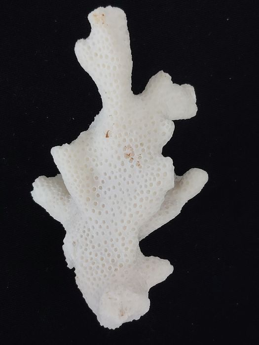 Kolekcjonerski okaz koralowca białego.