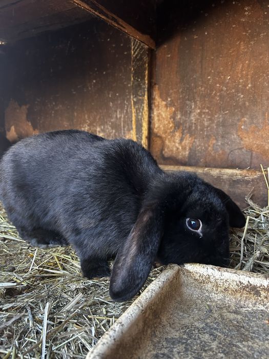 Baran Francuski SAMICE