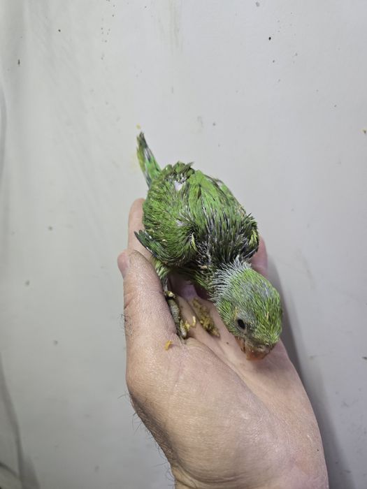 Ring Neck demosticados