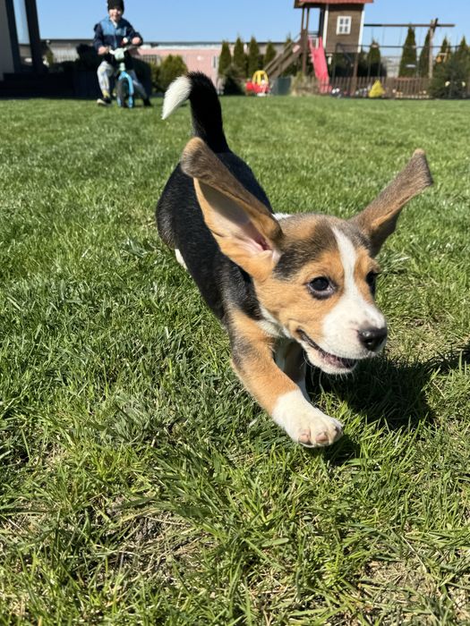 Beagle suczka  szczeniak