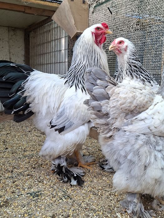 Ovos Paduana/Brahma/Orpington/Rhode Island Red