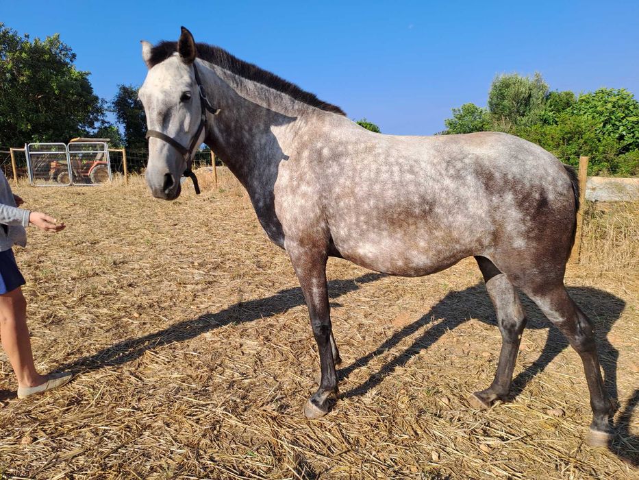 Poli. Vendo égua lusitana de 6 anos