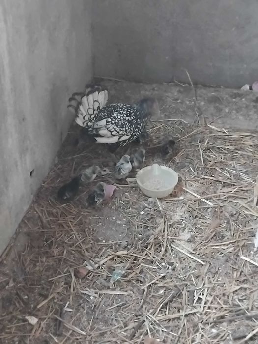 Galos e pintos machos de várias raças e idades