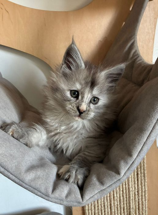 Kotka Maine Coon czarna szylkretka ze srebrem