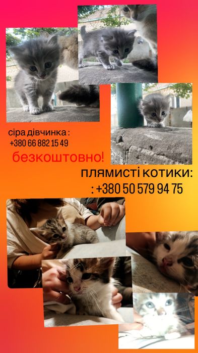 котята в добрые руки ищут семью
