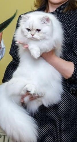 В'язка кіт, вязка кот Срібляста шиншила.