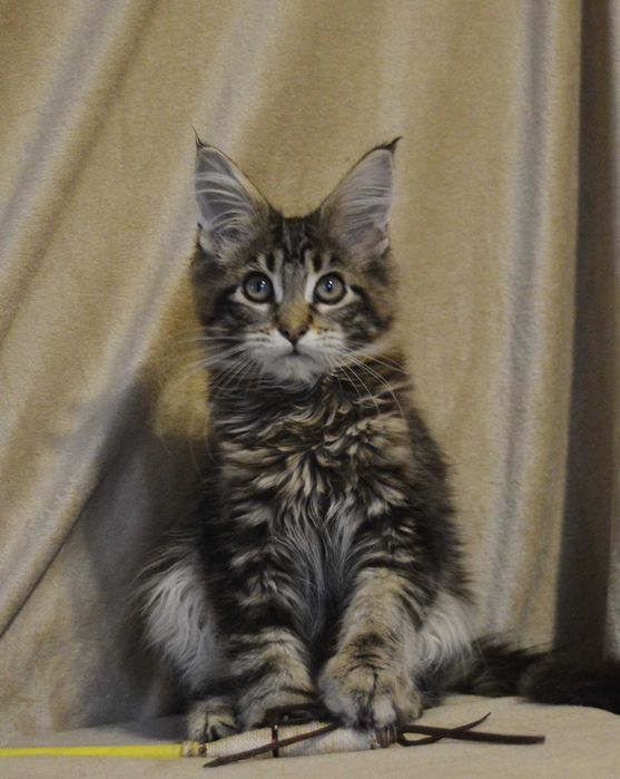 3міс. шикарный хлопчик природного забарвлення. Питомник. Акция