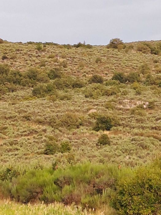 Terreno Rústico em Paredes da Beira com 9200 m2