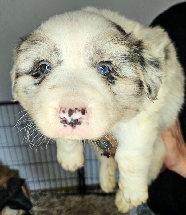 Piesek Border Collie ZKwP FCI błękitnooki