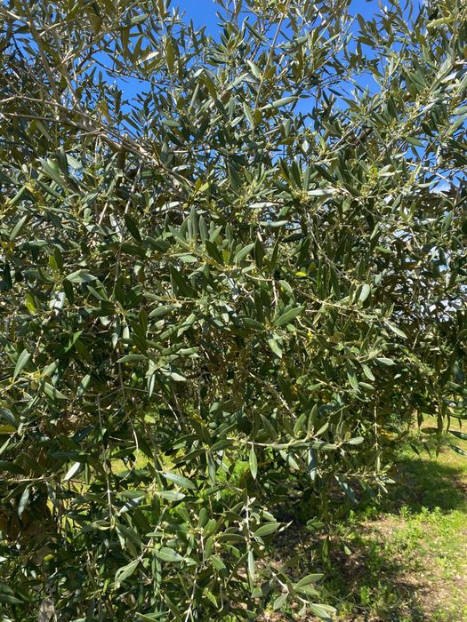 Vende se oliveiras