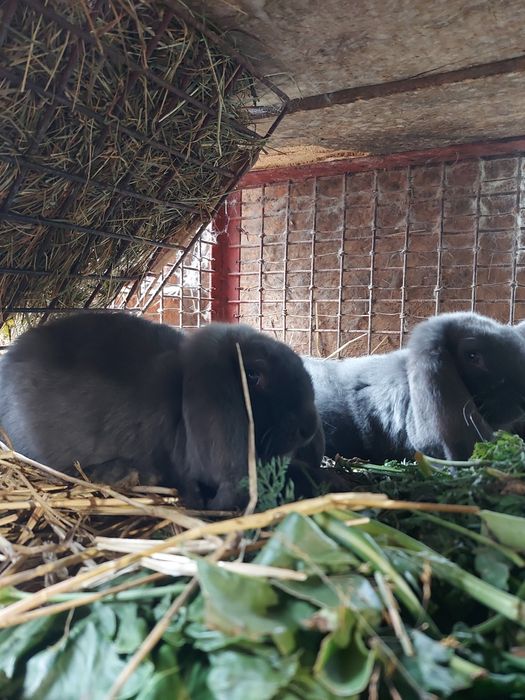 Młode Baran Francuski Niebieski króliki samica samiec FBN królik Parki